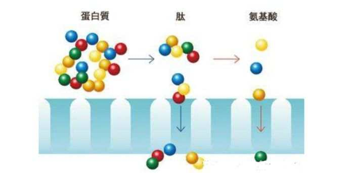 一篇大實(shí)話丨讀懂年輕五歲，速來圍觀